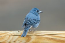 Blue-Chaffinch-(31)-fbook.jpg