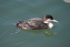 Common Loon 2024-02-06 a.JPG