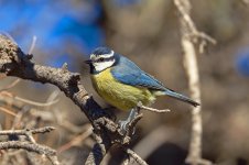 African-Blue-Tit-(25)-Cañadas-del-Teide-fbook.jpg