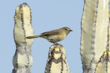 Chiffchaff-(24)-El-Fraile-fbook.jpg