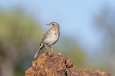 Berthelot's-Pipit-(40)-El-Fraile-fbook.jpg