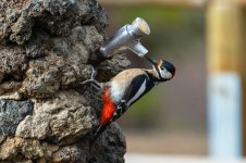 G S Woodpecker (101)-fbook.jpg