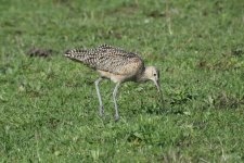 Long-billed Curlew 2024-02-08 a.JPG