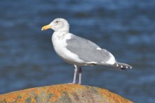 Olympic Gull 2024-02-08 b.JPG