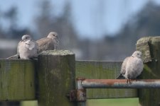 Eurasian Collared-Doves 2024-02-09.JPG