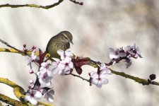 Palm Warbler 2024-02-09 a.JPG