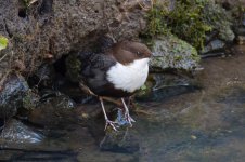 Black-bellied-Dipper-(10)-R7-fbook.jpg