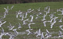 Mediterranean Gull 006.jpg