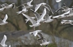 Mediterranean Gull 009.jpg