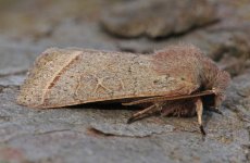 Common Quaker (14.02.24).jpg