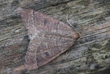 Early Moth (28.01.24).jpg