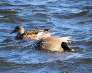 ResizerImage866X690gadwall.jpg