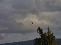 AXV_20240211-Red Kite2.jpeg