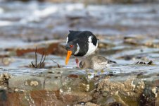 Oystercatcher-(17)-fbook.jpg