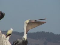 Brown pelican-1.JPG