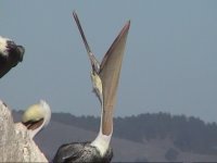 Brown pelican-2.JPG