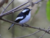 pied_fly.JPG