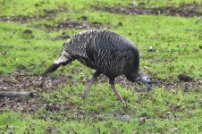 Wild Turkey 2024-02-15.JPG