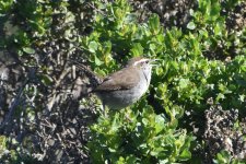 Bewick's Wren 2024-02-18 c.JPG