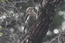 Yellow-bellied Sapsucker 2024-02-18 a.JPG