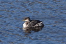 Red-necked Grebe 2024-02-18 c.JPG