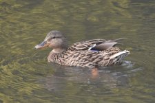 Mallard 2024-02-18 b.JPG