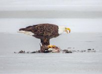Bald Eagle On Ice With A Kill_DSCN159325BF.jpg