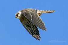 Red-footed-Falcon-(134)-fbook.jpg