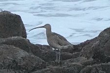 Curlew @ Girdleness BW240221_184338.jpg