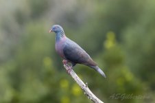 Bolle's-Pigeon-(133)-fbook.jpg