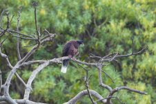 Laurel-Pigeon-(8)-fbook.jpg