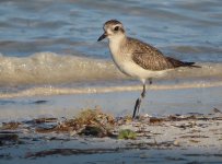 Black-bellied Plover 5.jpg