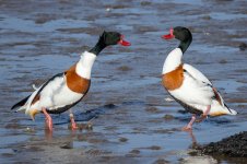 Shelduck-(133)-fbook.jpg