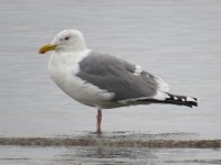 Herring Gull (Comox Airport).JPG