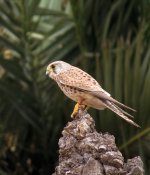 common_kestrel_27feb24_1080p_9254.jpg