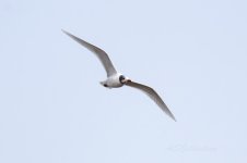 Mediterranean-Gull-(38)-fbook.jpg