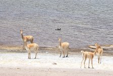 horned coot and vicuna.JPG