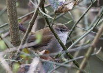 Cettis Warbler.jpg