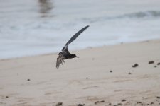 Black Tern - Lord Howe island.jpg