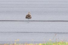 Unidentified bird- Lord Howe Island- Jan 24.jpg