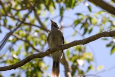 Yellow-throated Myner bird  Sydney Bot Gdns- Jan 24.jpg