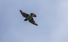 Grey Breasted Martin - Thala- Jan 24.jpg