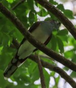 Unidentified bird- Thala- Jan 24.jpg