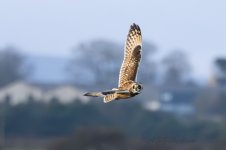 Short-eared-Owl-(74)-fbook2.jpg