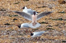 Black-headed Gulls - Chroicocephalus ridibundus, Up[ton Warren Moors, 06 March 2024__2037BF.jpg