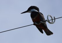 ringed kingfisher.JPG