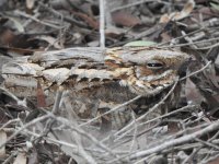 RN Nightjar 3.JPG