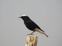 White-crowned Wheatear 2.JPG