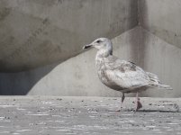 Glaucous-winged Gull 5.jpg