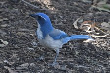 California Scrub-Jay 2024-03-07.JPG